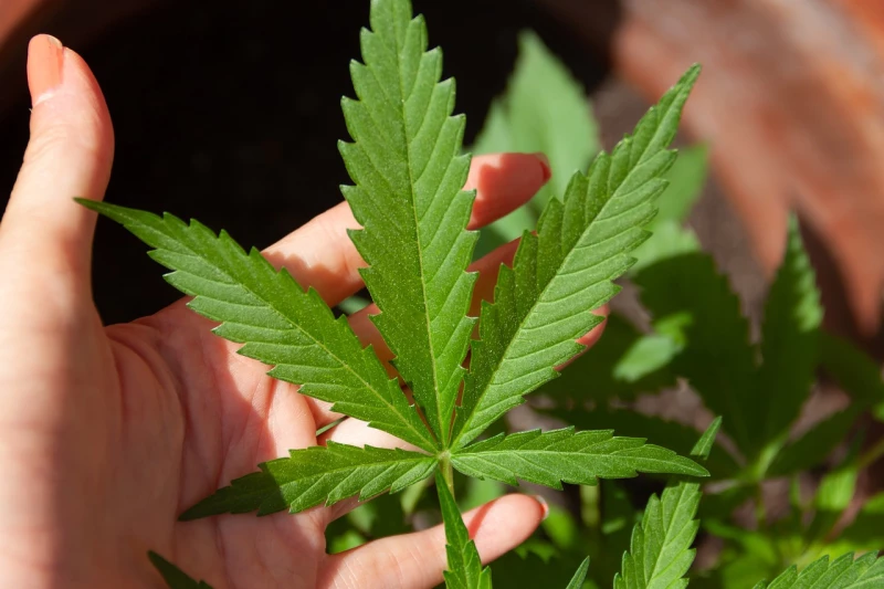 Cannabis-Legalisierung: Gefährden bekiffte Autofahrer die Verkehrssicherheit? | 