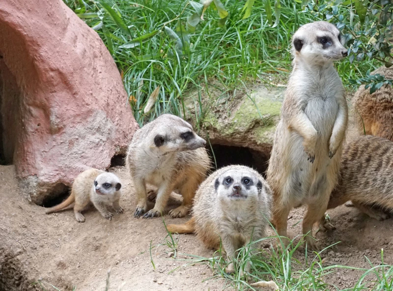 Altenburger Inselzoo legt stolze Jahresbilanz vor | Archivfoto