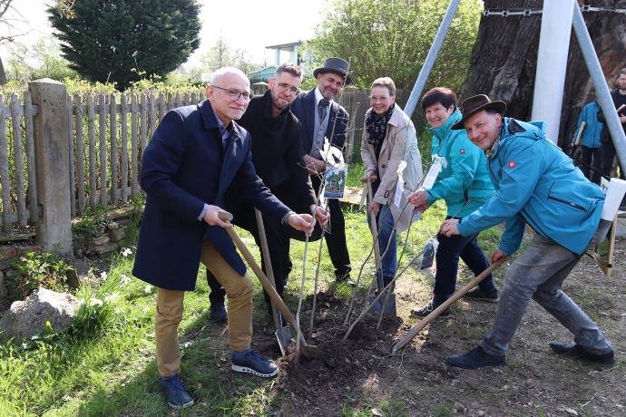 VorschauBild - Schösslinge der tausendjährigen Eiche in Nöbdenitz gedeihen im landkreiseigenen Baumkindergarten