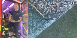 Wem gehört das Krokodil aus dem Großen Teich in Altenburg?