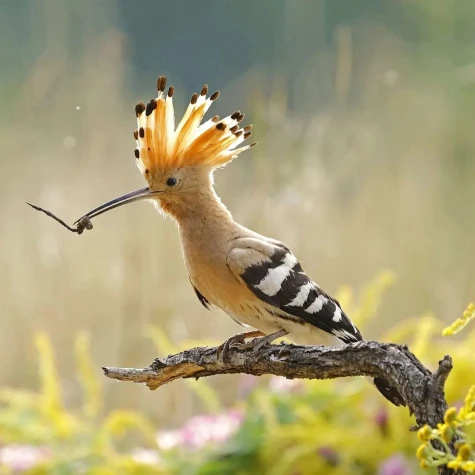 VorschauBild - Vogelstimmenwanderung — Dobitschen