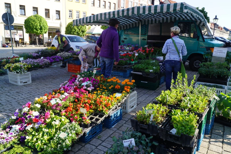 Blumen- und Pflanzenmarkt am 04. Mai in Schmölln | Regionale Händler präsentieren ihre Waren auf dem Schmöllner Markt.