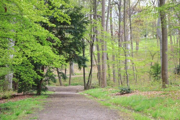 VorschauBild - Altenburger Schlosspark: Umfangreiche Baumpflegearbeiten stehen bevor