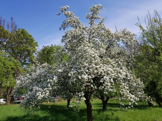VorschauBild - Vortrag: Mehr als nur Obst – Das Ökosystem Streuobstwiese als Hotspot der Biodiversität