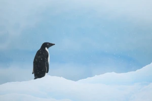 Vier Wochen im Südatlantik: Bildvortrag im Klinikum Altenburger Land