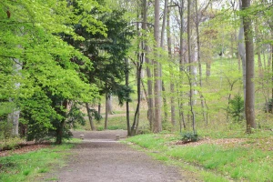 Altenburger Schlosspark: Umfangreiche Baumpflegearbeiten stehen bevor