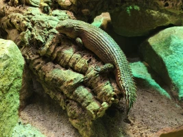 Inselzoo Altenburg erweitert Vivarium um drei Reptilienarten