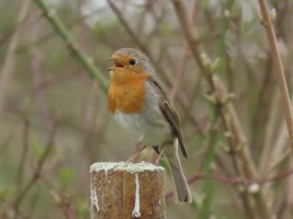 Vogelstimmenexkursion auf dem Altenburger Friedhof