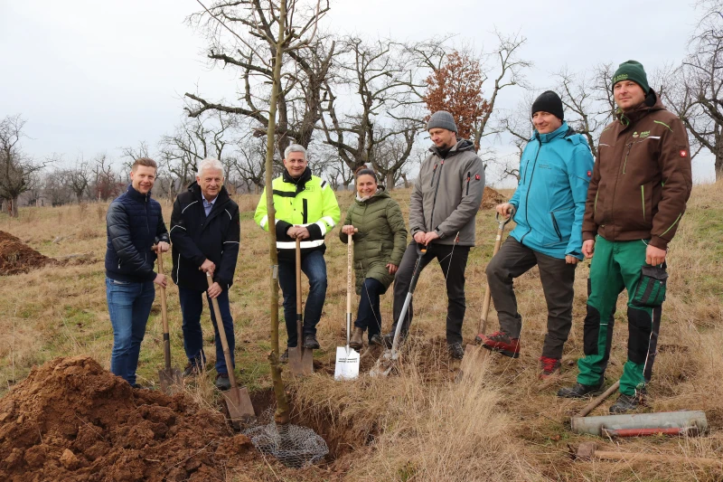 Neue Obstbäume gedeihen auf der größten Streuobstwiese im Landkreis Altenburger Land | Pflanzung von Obstbäumen auf der Streuobstwiese in Lohma.