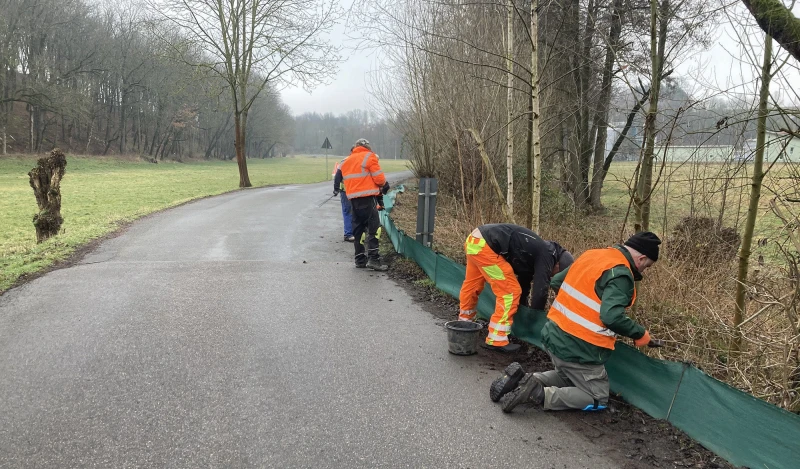 Kröten auf Liebestour: Ehrenamtliche Helfer gesucht | Aufbau der mobilen Leiteinrichtungen.