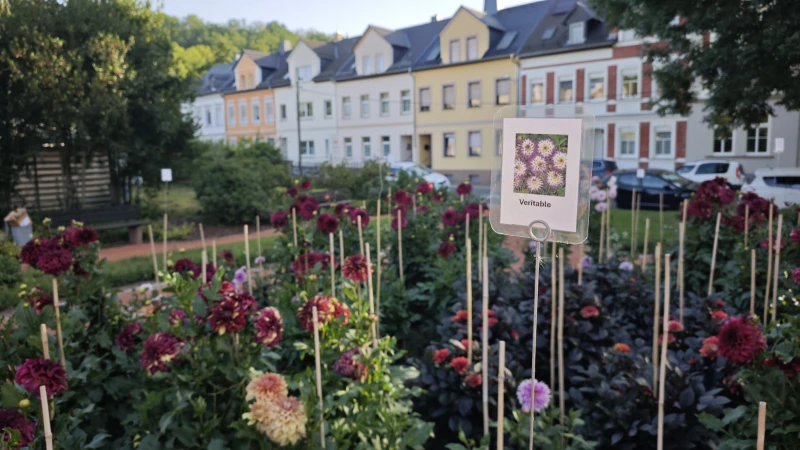 Erste Dahlienblüten im Schmöllner Dahliengarten | Schmöllner Dahliengarten