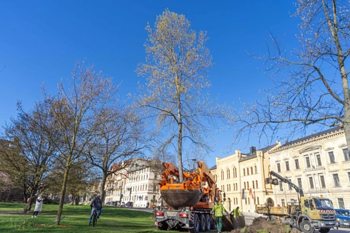 VorschauBild - Tulpenbaum zieht um: Nachhaltige Lösung vor Bauarbeiten