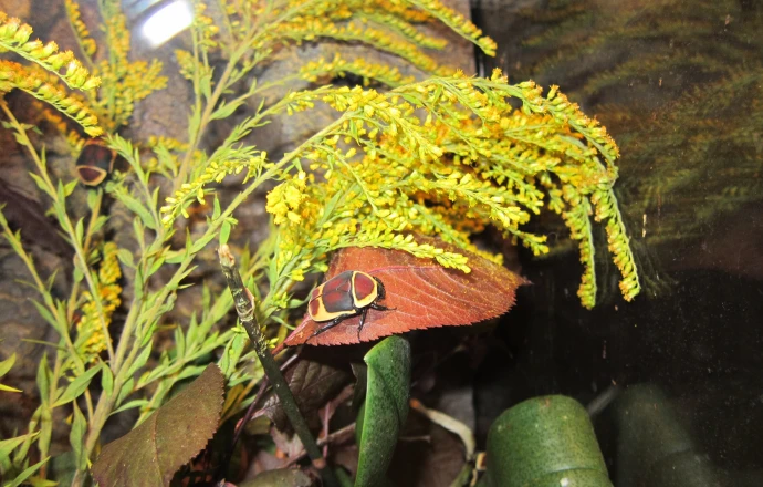 VorschauBild - Originelle Valentinsaktionen im Altenburger Inselzoo