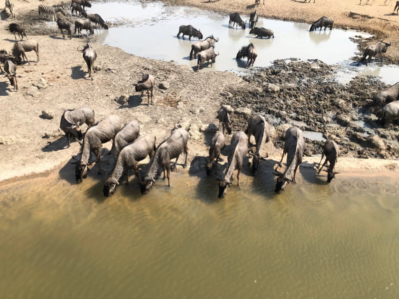 Herzlich willkommen im Süden Afrikas -Teil 2 | Eine Herde Gnus am Wasserloch