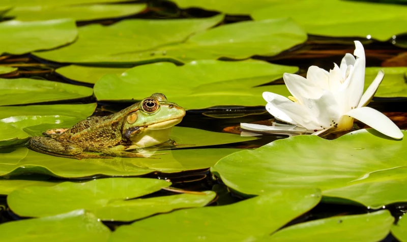 Naturschutzbehörde Altenburger Land sucht ehrenamtlichen Helfer für Betreuung eines Amphibienschutzzaunes | 