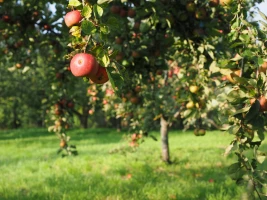 Pflege wertvoller Apfelbäume der Altenburger Streuobstwiese in der Zwickauer Straße