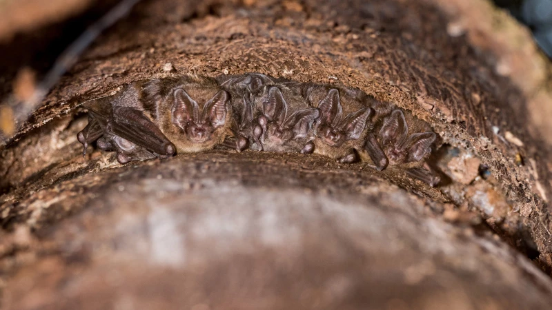 Mopsfledermaus – eine sensible Waldbewohnerin im Altenburger Land | 