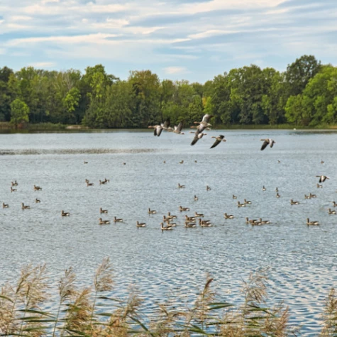 VorschauBild - Vogelbeobachtungen im Haselbacher Teichgebiet