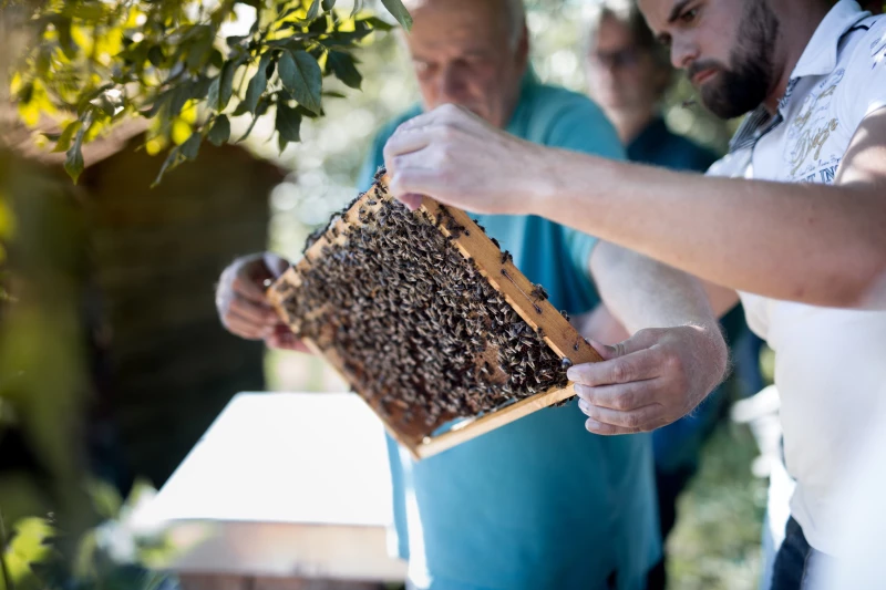 Imkern lernen im Altenburger Land | Auf Du & Du mit den Bienen führt der Imkerkurs von Mellifera e. V. – und zeigt dabei, wie man diese faszinierenden Insekten ihrem Wesen gemäß hält.