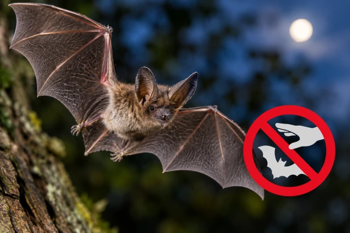 VorschauBild - Tollwut-Virus bei Fledermaus in Altenburg nachgewiesen