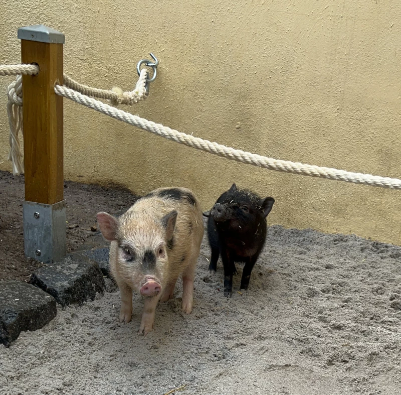 Mehr Platz für die Meerschweinchen im Altenburger Inselzoo | Mini-Schweine suchen Paten