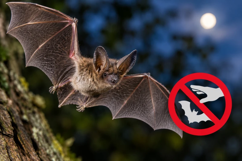Tollwut-Virus bei Fledermaus in Altenburg nachgewiesen | 
