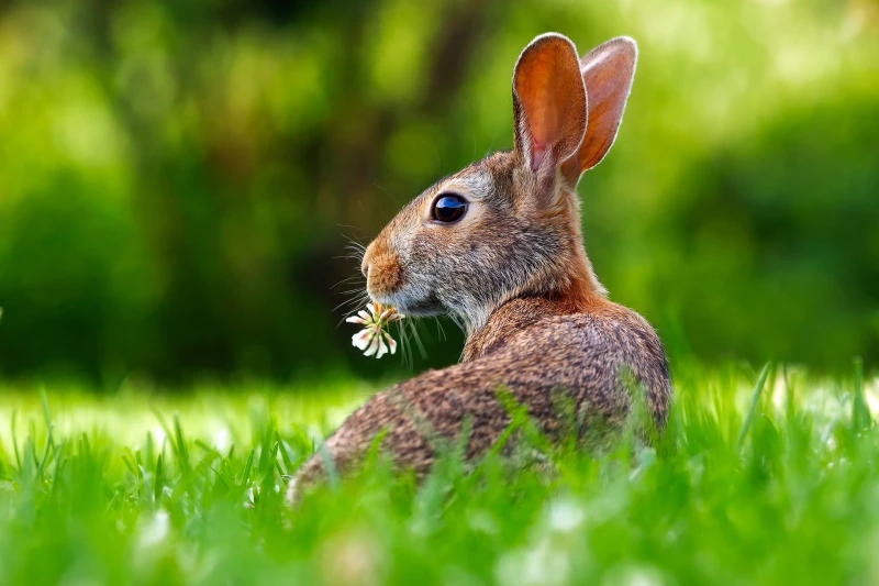 Der Osterhase kommt in den Altenburger Inselzoo | 