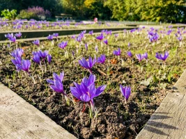 Jetzt beginnt das lila Leuchten: Safranzeit im Altenburger Land