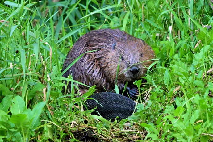 VorschauBild - Der Biber in Ostthüringen: Wiederbesiedlung und neue Herausforderungen