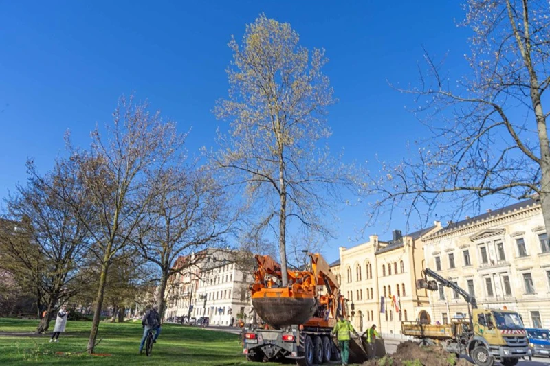 Tulpenbaum zieht um: Nachhaltige Lösung vor Bauarbeiten | Tulpenbaum am Pauritzer Platz mit Spezialmaschine erfolgreich umgepflanzt