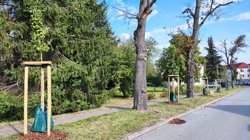 Neues Stadtgrün am Schmöllner Triftweg | Fünf neue Ginkgos zieren den Straßenrand am Triftweg, nachdem die alten Pflanzen den Sommer nicht überstanden haben