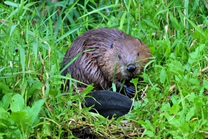 Der Biber in Ostthüringen: Wiederbesiedlung und neue Herausforderungen
