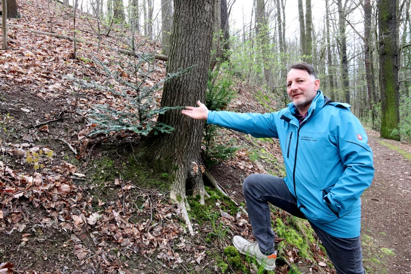 Waldflächen naturgemäß bewirtschaften | Thomas Neidhardt zeigt im Schmöllner Stadtwald eine junge Eibe am Stamm einer
alten Eiche als Beispiel natürlicher Verjüngung.