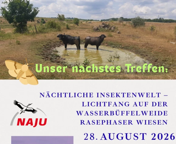VorschauBild - NAJU: Nächtliche Insektenwelt