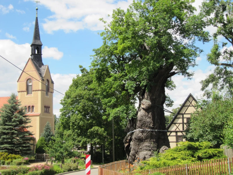 Festival im Sprottental vom 03.09. bis 31.10.2023 | Kirche Nöbdenitz mit 1000-jähriger Eiche