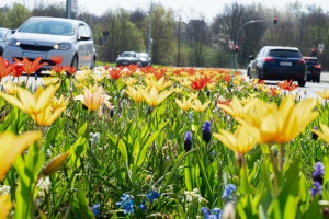 Altenburg blüht auf: 2.000 Frühblüher und neue Blühsträucher