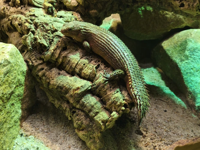 VorschauBild - Inselzoo Altenburg erweitert Vivarium um drei Reptilienarten