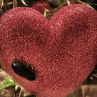 Mehr als 60 Patenschaften zum Valentinstag – Aktion wird verlängert