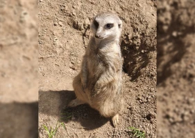 „Otto Ohrlos“: Neues Erdmännchen im Altenburger Inselzoo