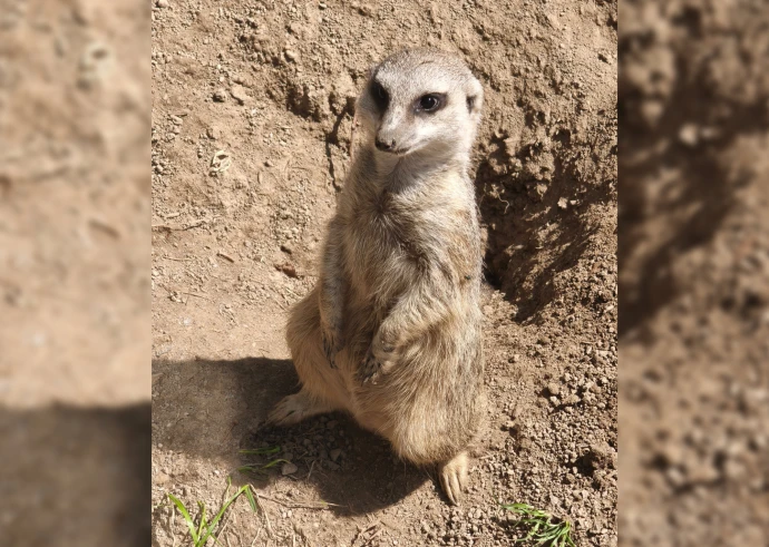 VorschauBild - „Otto Ohrlos“: Neues Erdmännchen im Altenburger Inselzoo