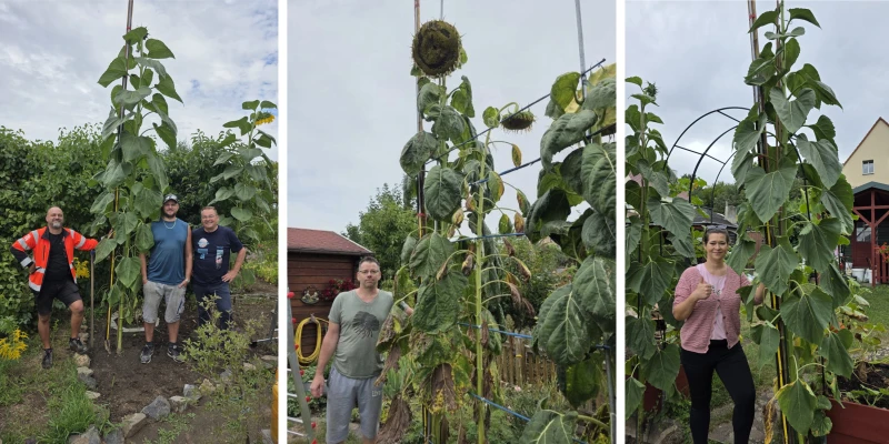 1050 Sonnen(blumen) für Altenburg: Die Sieger stehen fest | 